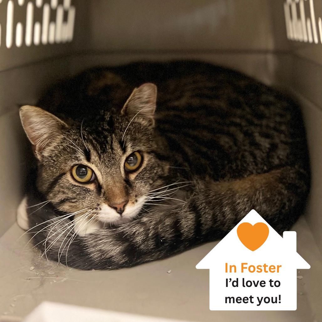 Enlarge Sandpiper, a Adoptable Domestic Medium Hair in Salt Lake City, UT image 2/3