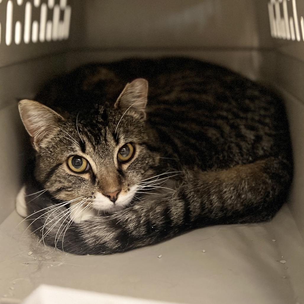 Enlarge Sandpiper, a Adoptable Domestic Medium Hair in Salt Lake City, UT image 3/3