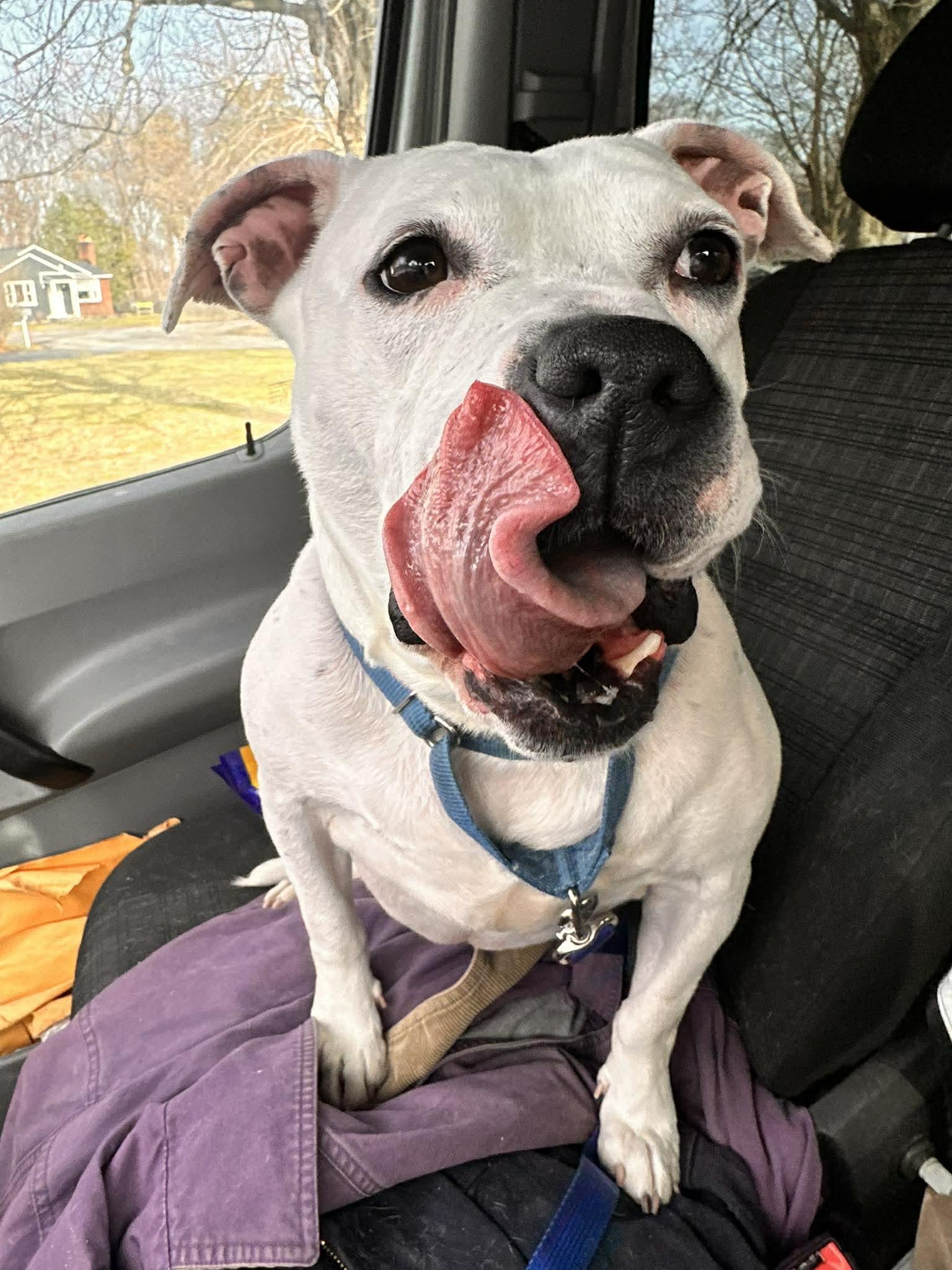 Freckles: Adopt or Forever Foster, Adoptable, Adult Female Pit Bull Terrier.
