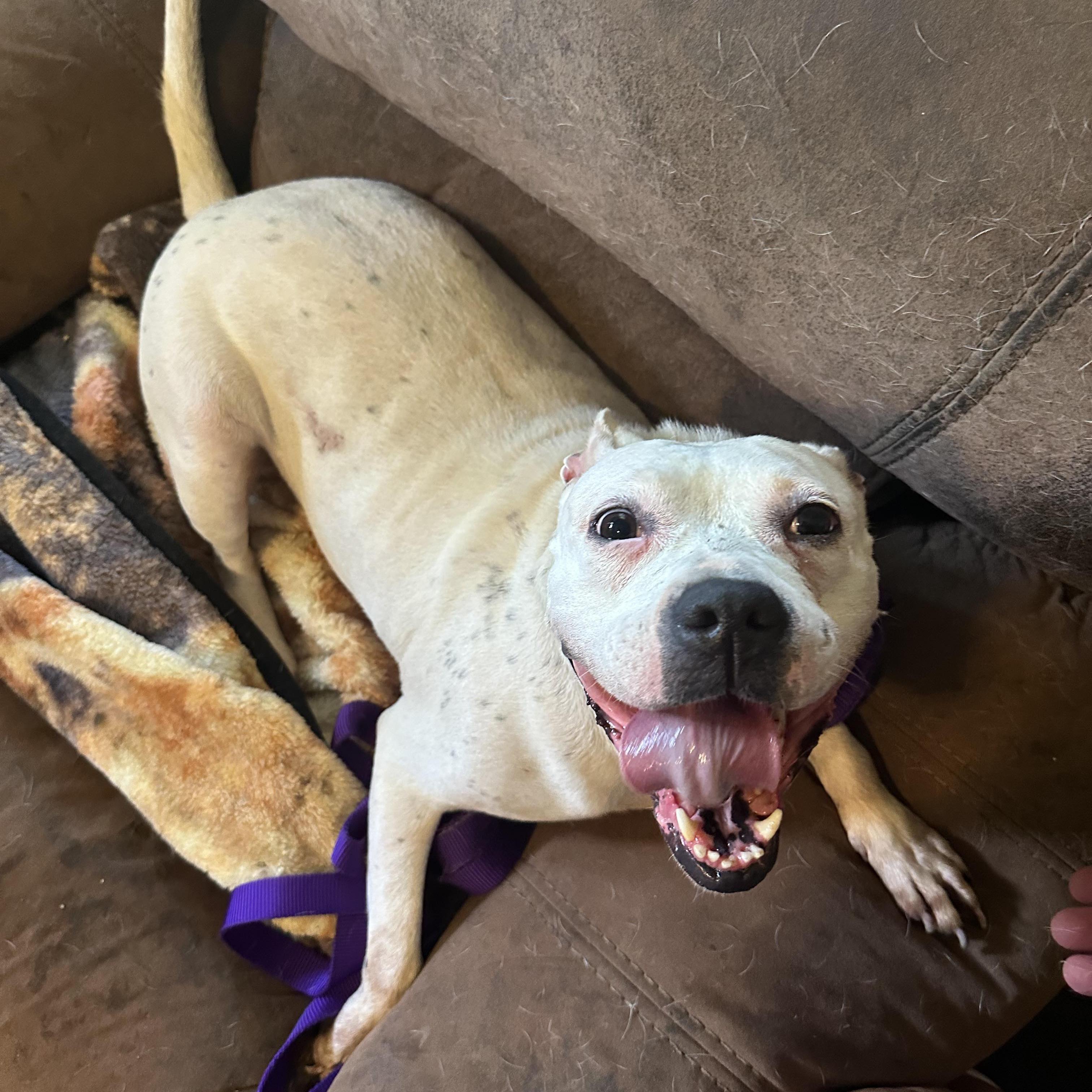 Enlarge Freckles: Adopt or Forever Foster, a Adoptable mixed breed in Rochester, NY image 3/6
