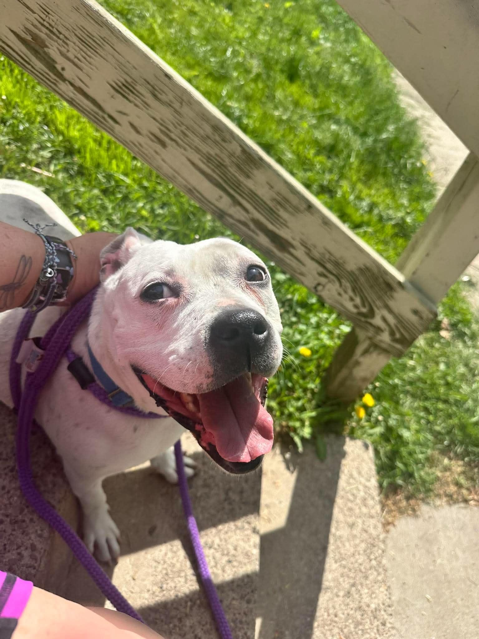 Enlarge Freckles: Adopt or Forever Foster, a Adoptable mixed breed in Rochester, NY image 4/6