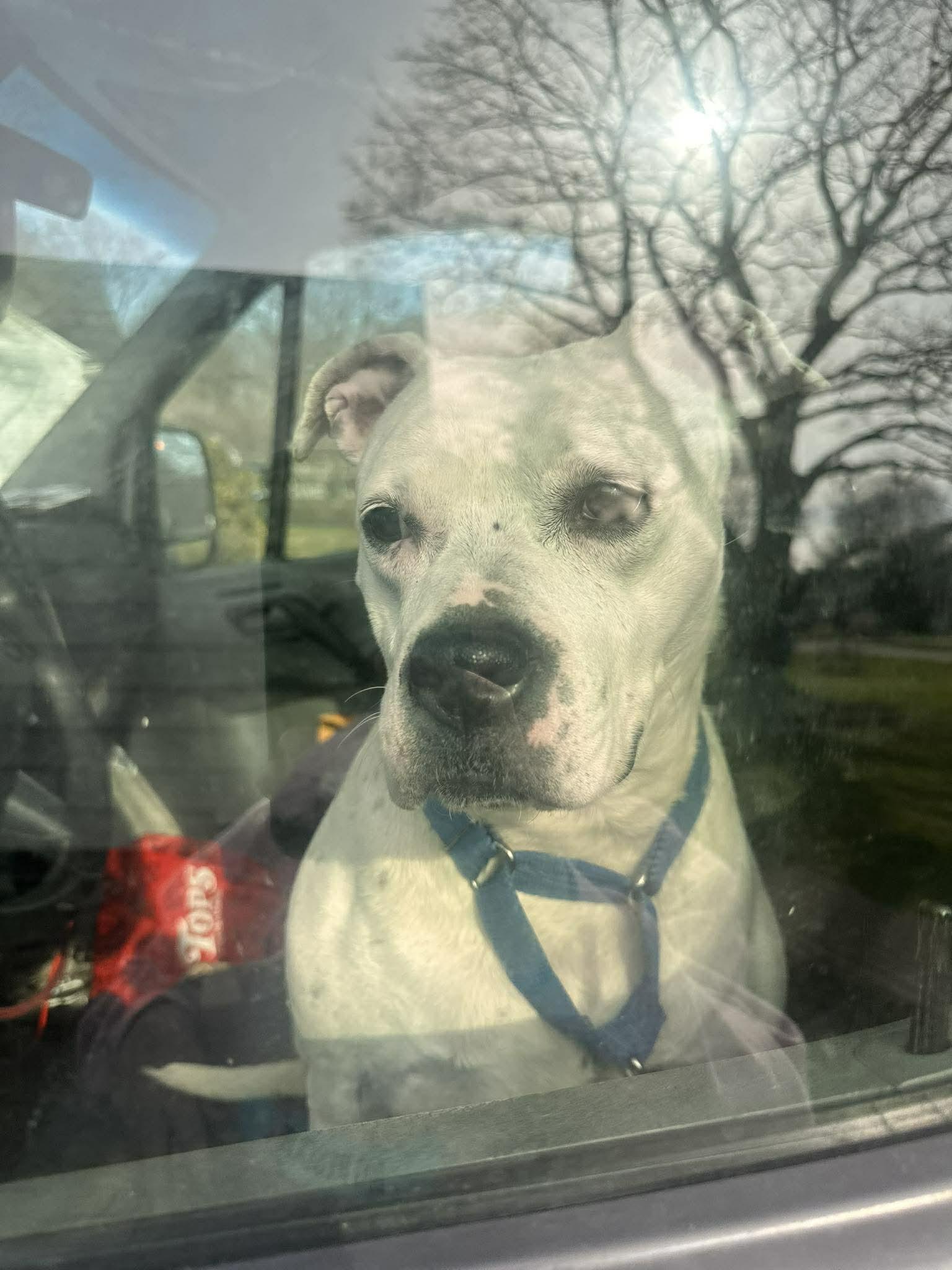 Enlarge Freckles: Adopt or Forever Foster, a Adoptable mixed breed in Rochester, NY image 5/6