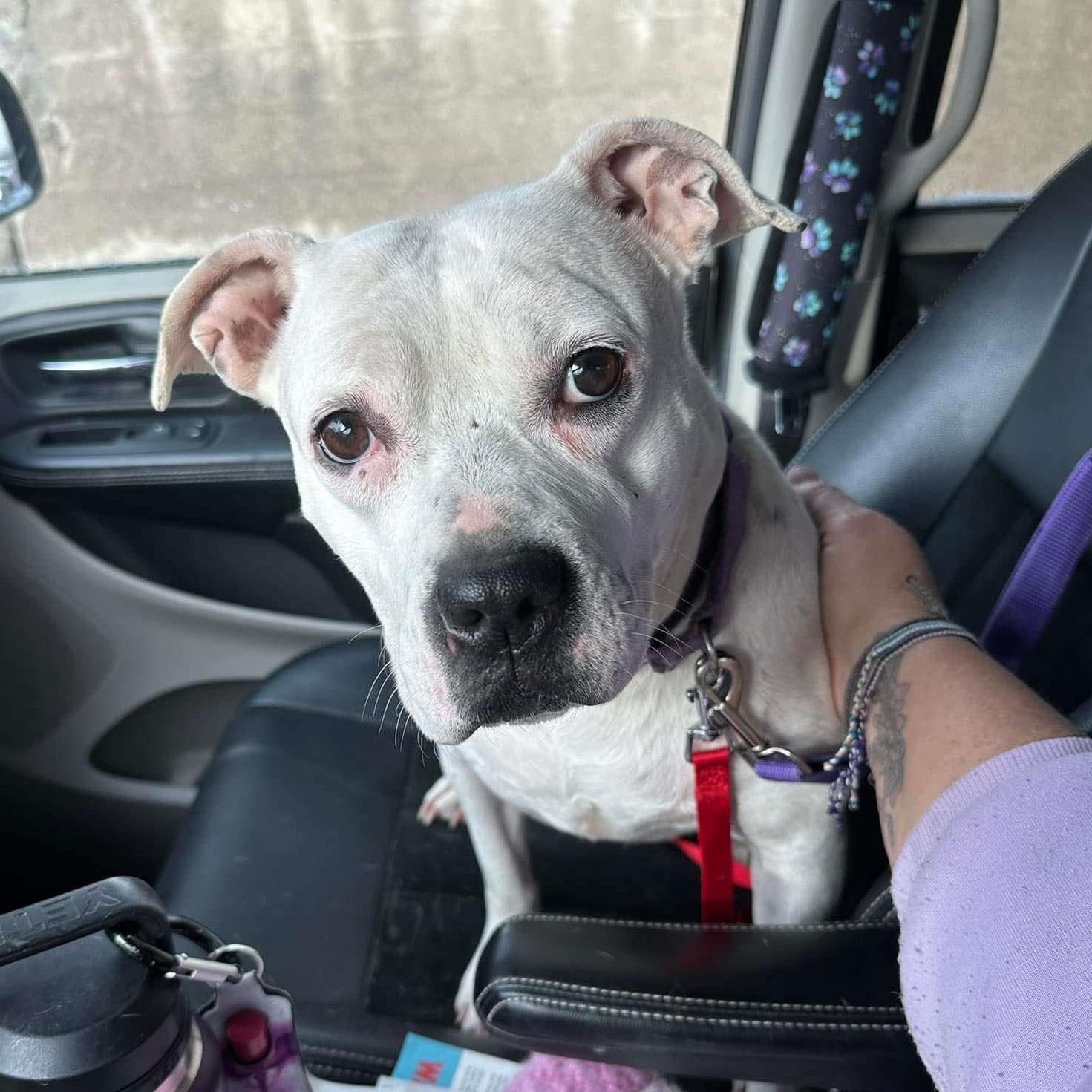 Enlarge Freckles: Adopt or Forever Foster, a Adoptable mixed breed in Rochester, NY image 6/6