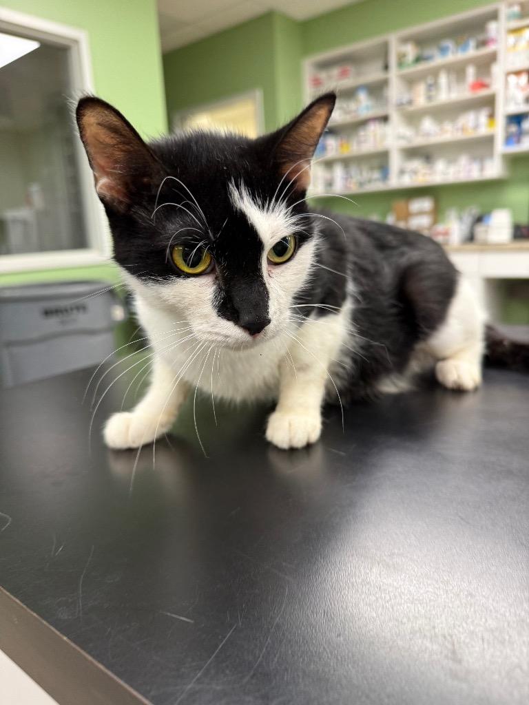 Enlarge Marsha, a Adoptable mixed breed in La Porte, IN image 1/1