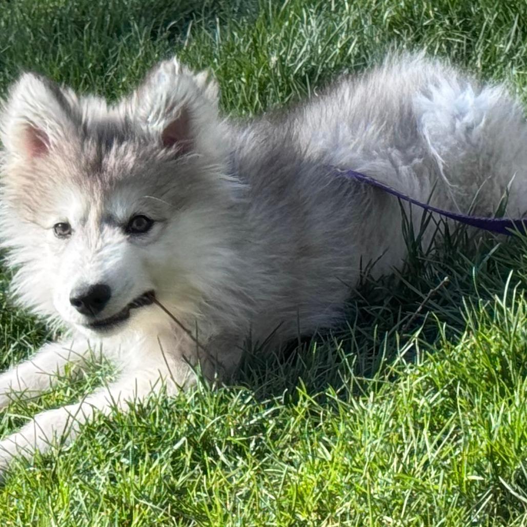 Aero, Adoptable, Puppy Male Siberian Husky.