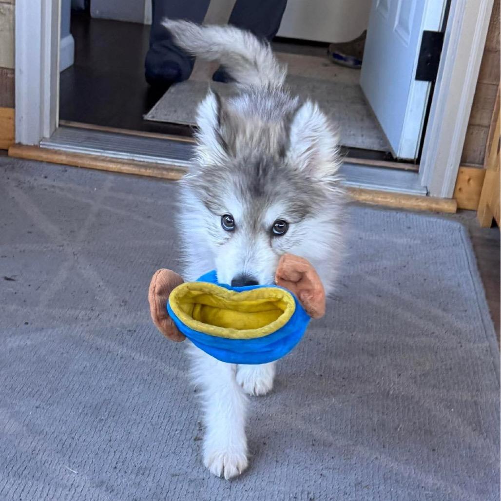 Aero, a Adoptable Siberian Husky in Blaine, MN image 2/6