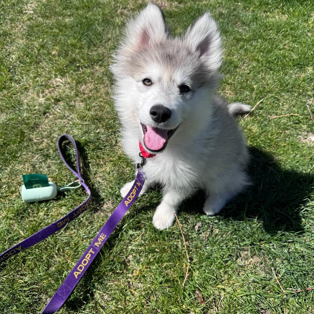 Aero, a Adoptable Siberian Husky in Blaine, MN image 3/6