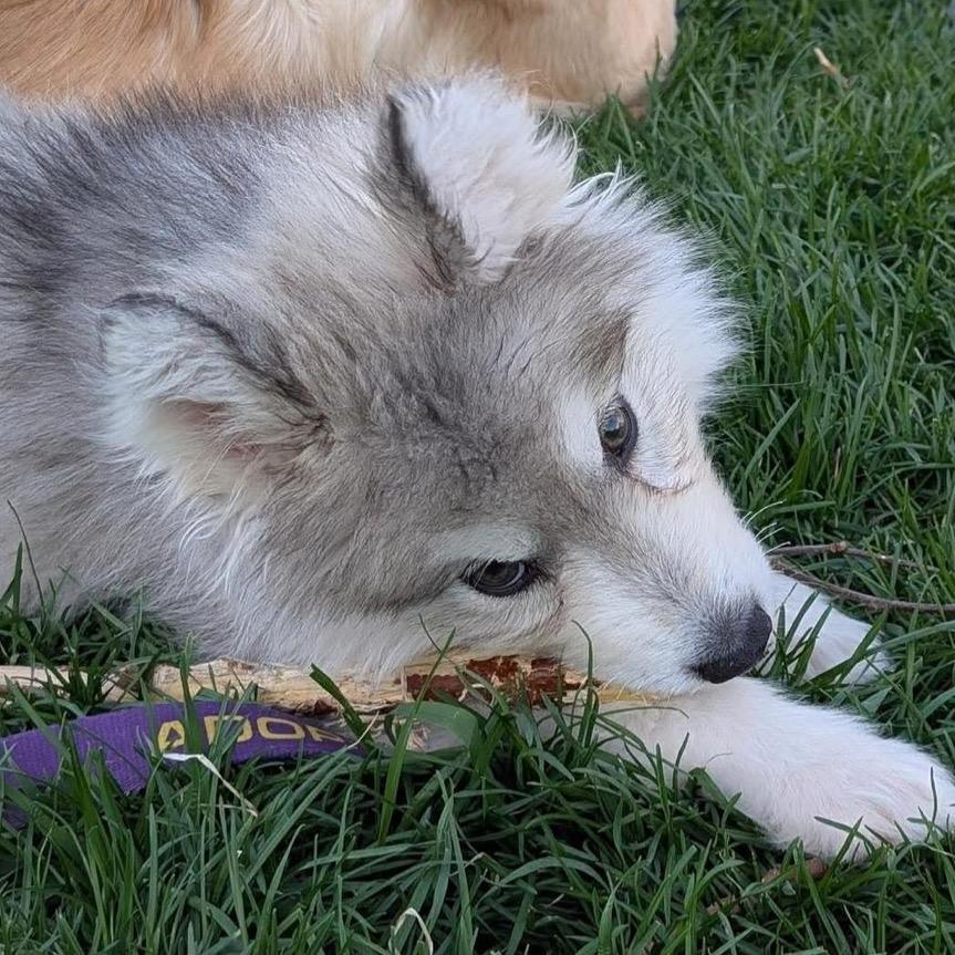 Aero, a Adoptable Siberian Husky in Blaine, MN image 4/6