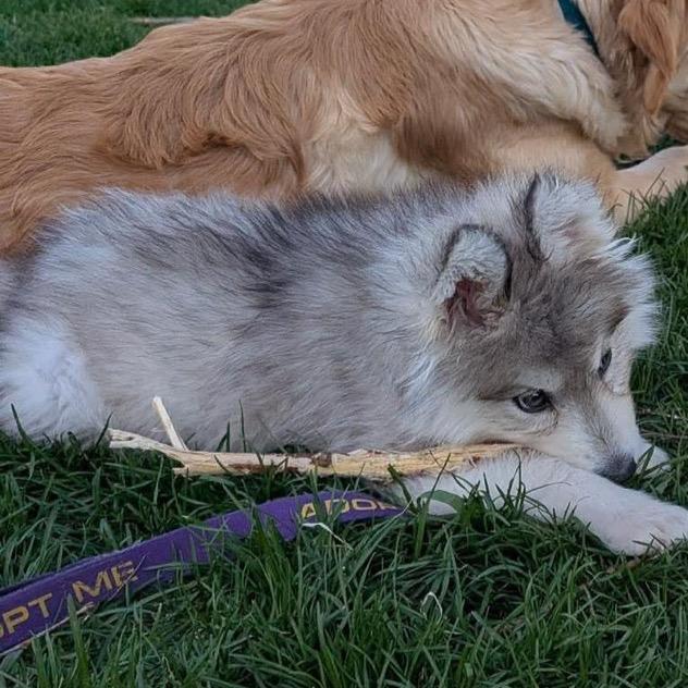 Aero, a Adoptable Siberian Husky in Blaine, MN image 5/6