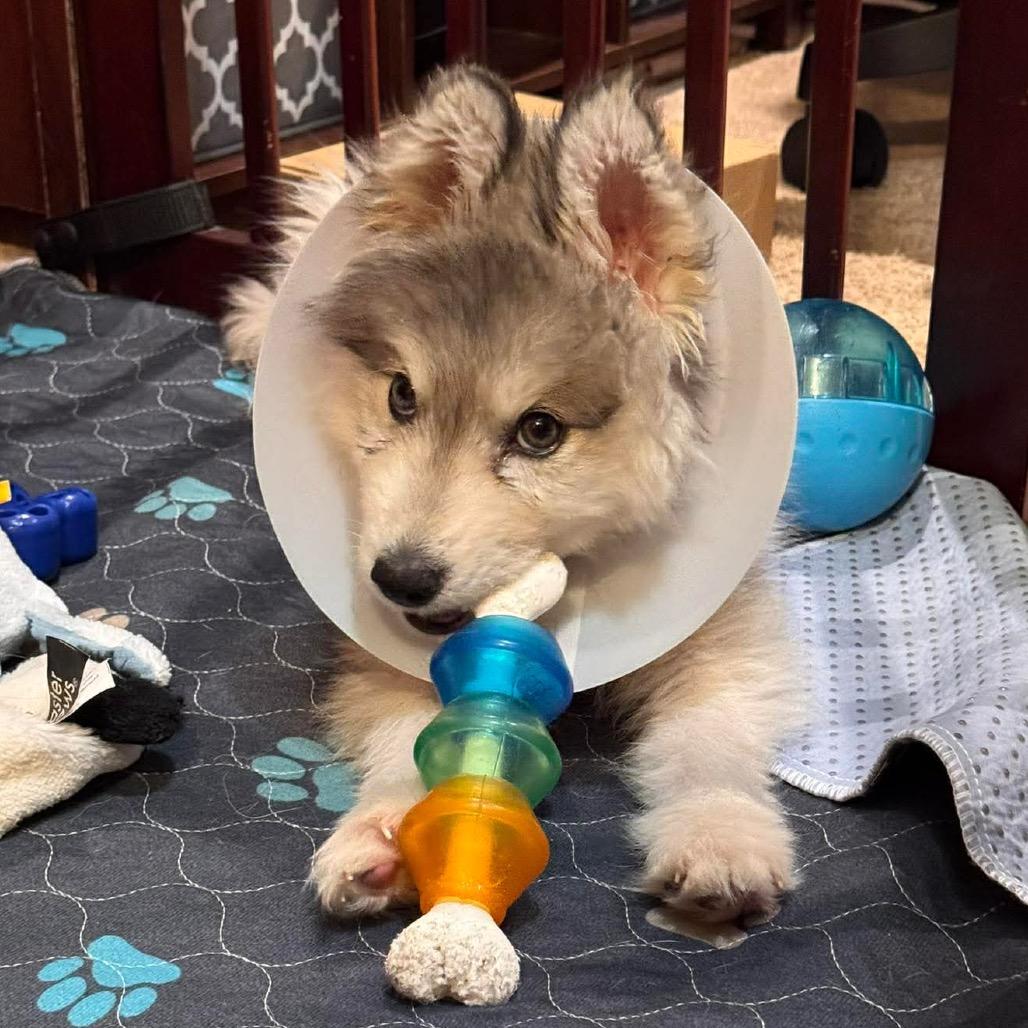 Aero, a Adoptable Siberian Husky in Blaine, MN image 6/6