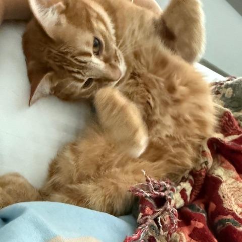 Annie — thumbnail 3