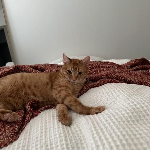 Annie — thumbnail 4