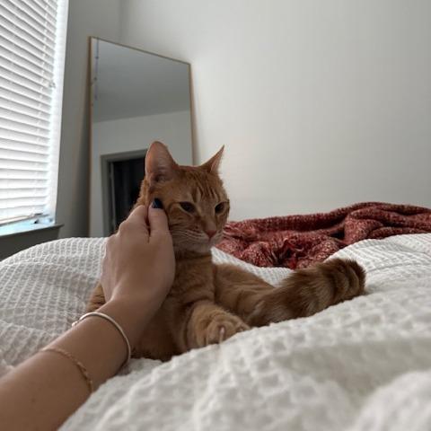 Annie — thumbnail 6