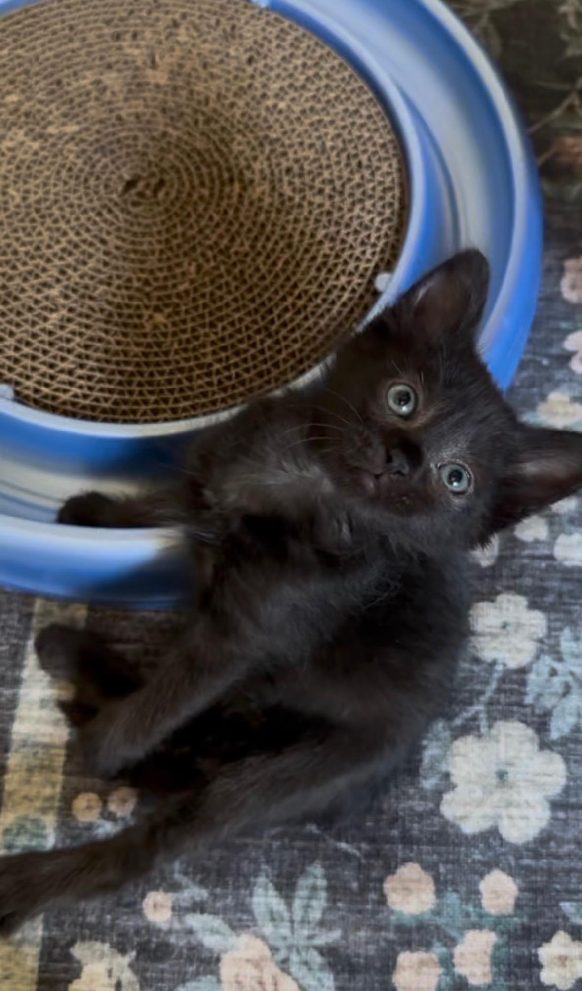 Fig, a Adoptable mixed breed in Dixon, CA image 1/4