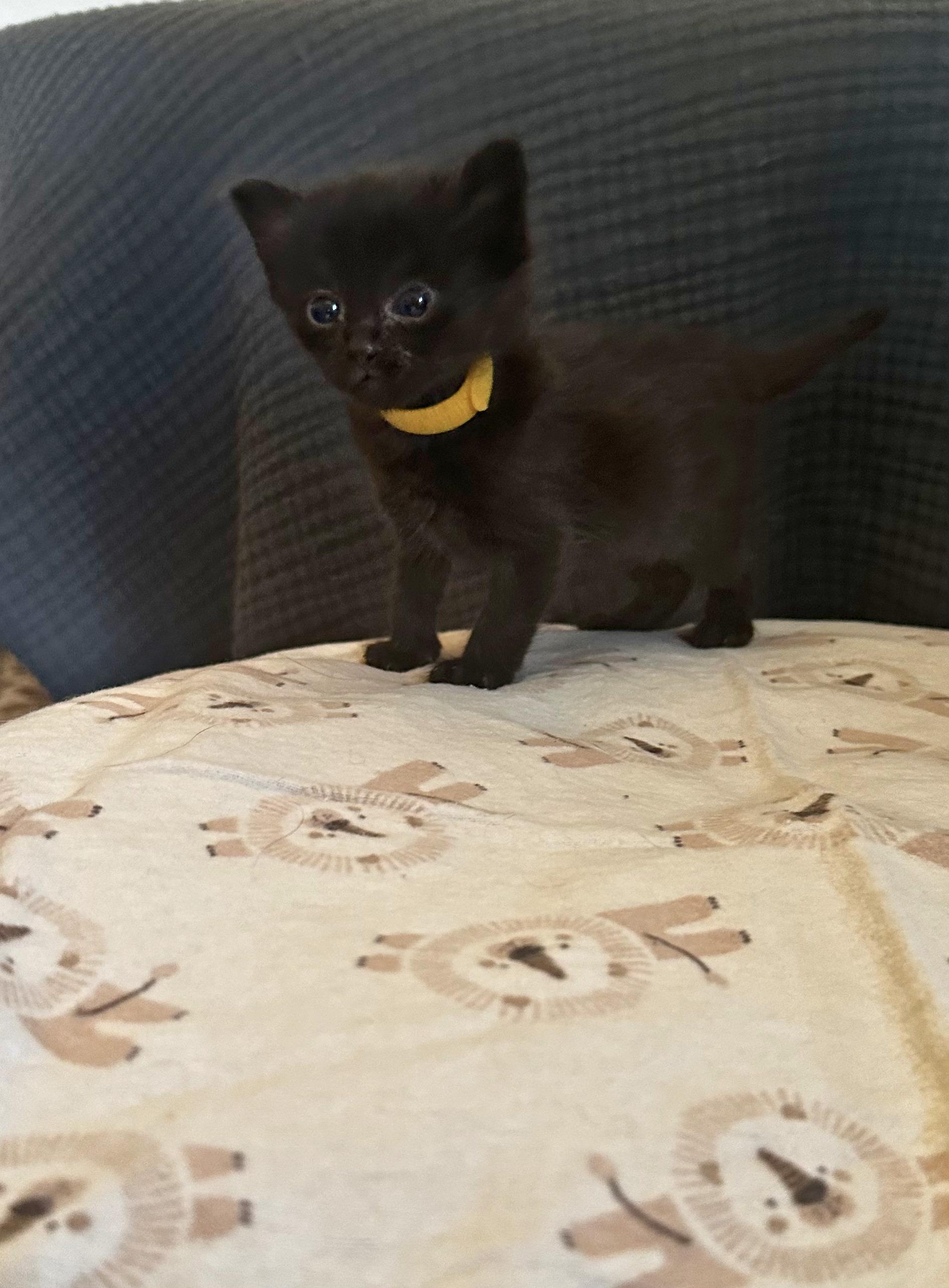 Fig, a Adoptable mixed breed in Dixon, CA image 4/4