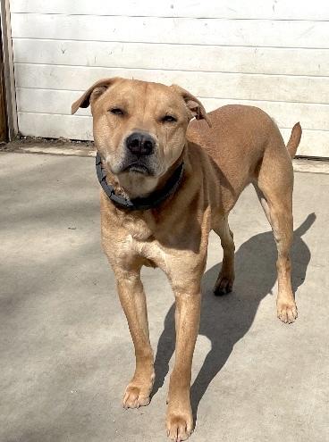 Duke, Adoptable, Young Male Pit Bull Terrier.