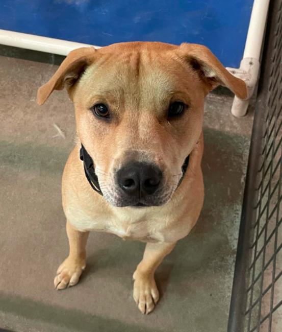 Enlarge Duke, a Adoptable mixed breed in Boulder, CO image 3/6