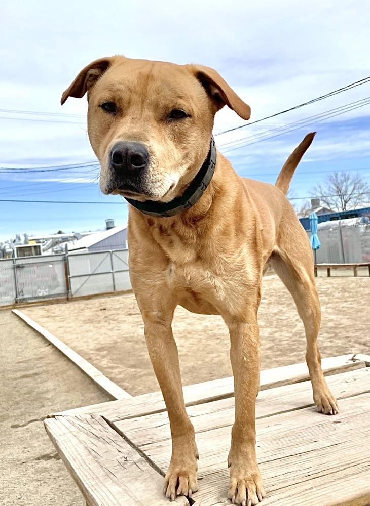 Enlarge Duke, a Adoptable mixed breed in Boulder, CO image 4/6