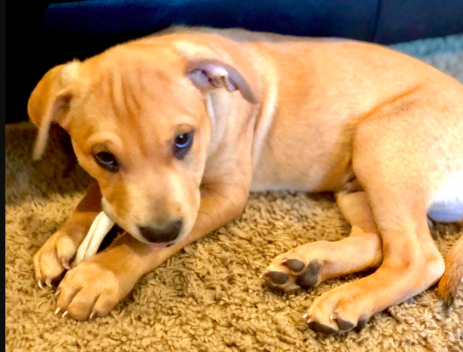 Enlarge Duke, a Adoptable mixed breed in Boulder, CO image 5/6