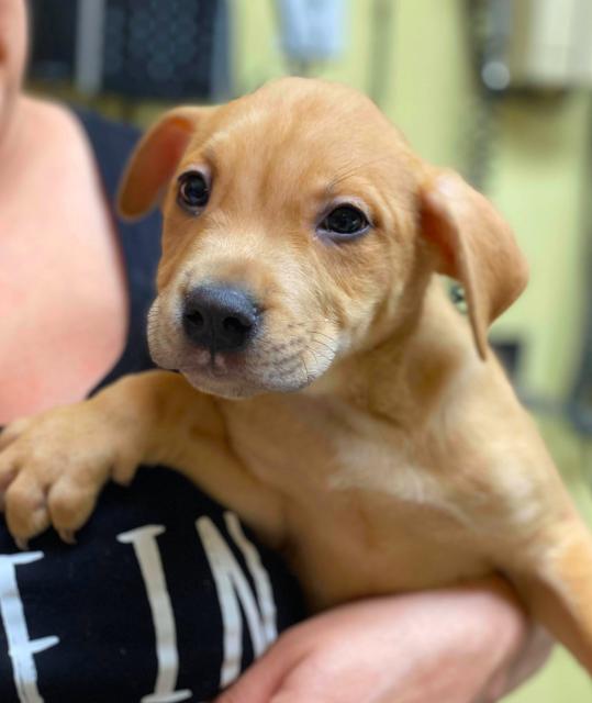 Enlarge Duke - PENDING, a Adoptable mixed breed in Boulder, CO image 5/5