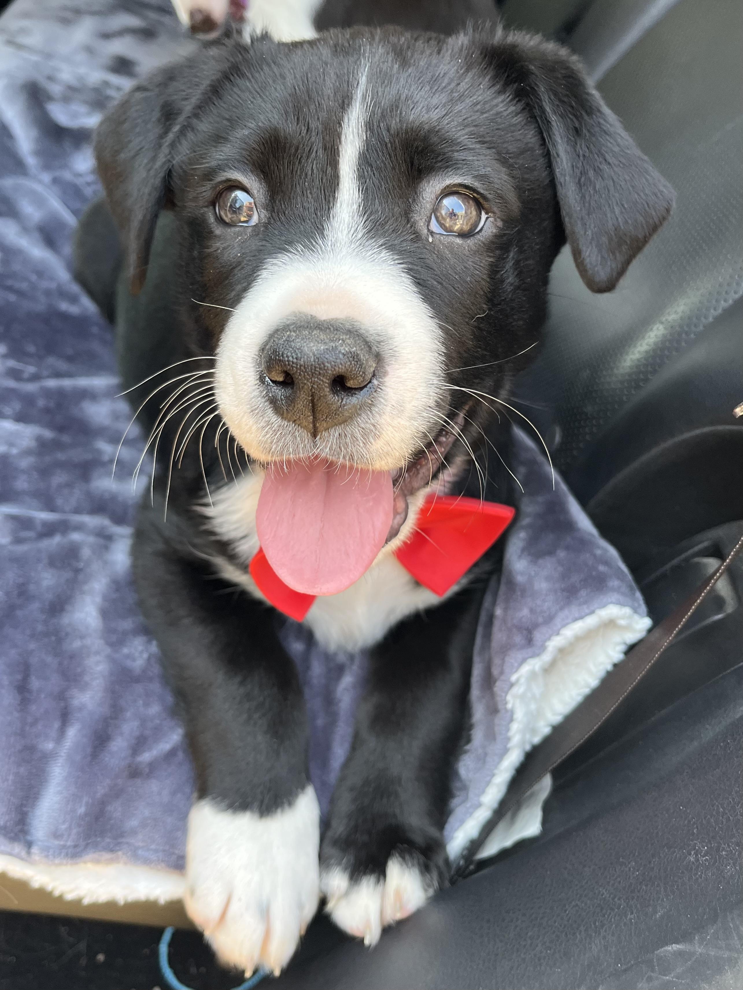 Enlarge Oreo, a Adoptable mixed breed in Jacksonville, FL image 4/6