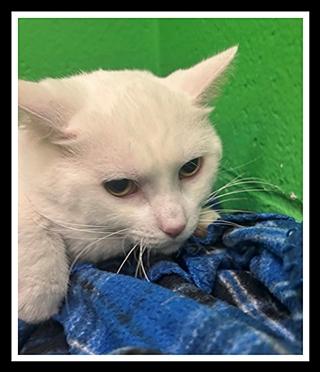 ESTEBAN, Adoptable, Young Male Domestic Short Hair.