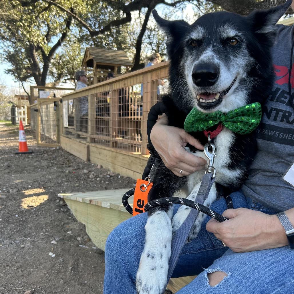 Enlarge NICO, a Adoptable mixed breed in Kyle, TX image 4/6