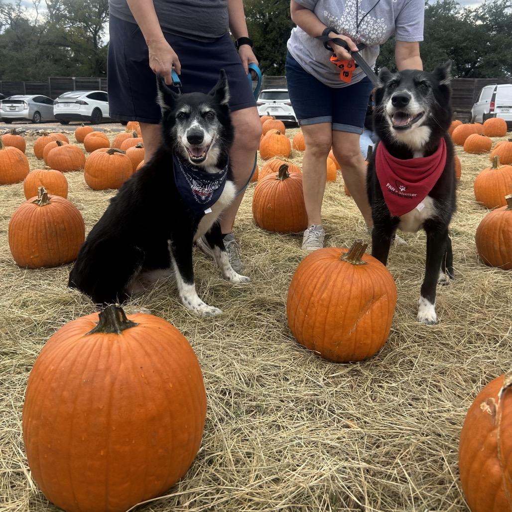 Enlarge NICO, a Adoptable mixed breed in Kyle, TX image 5/6