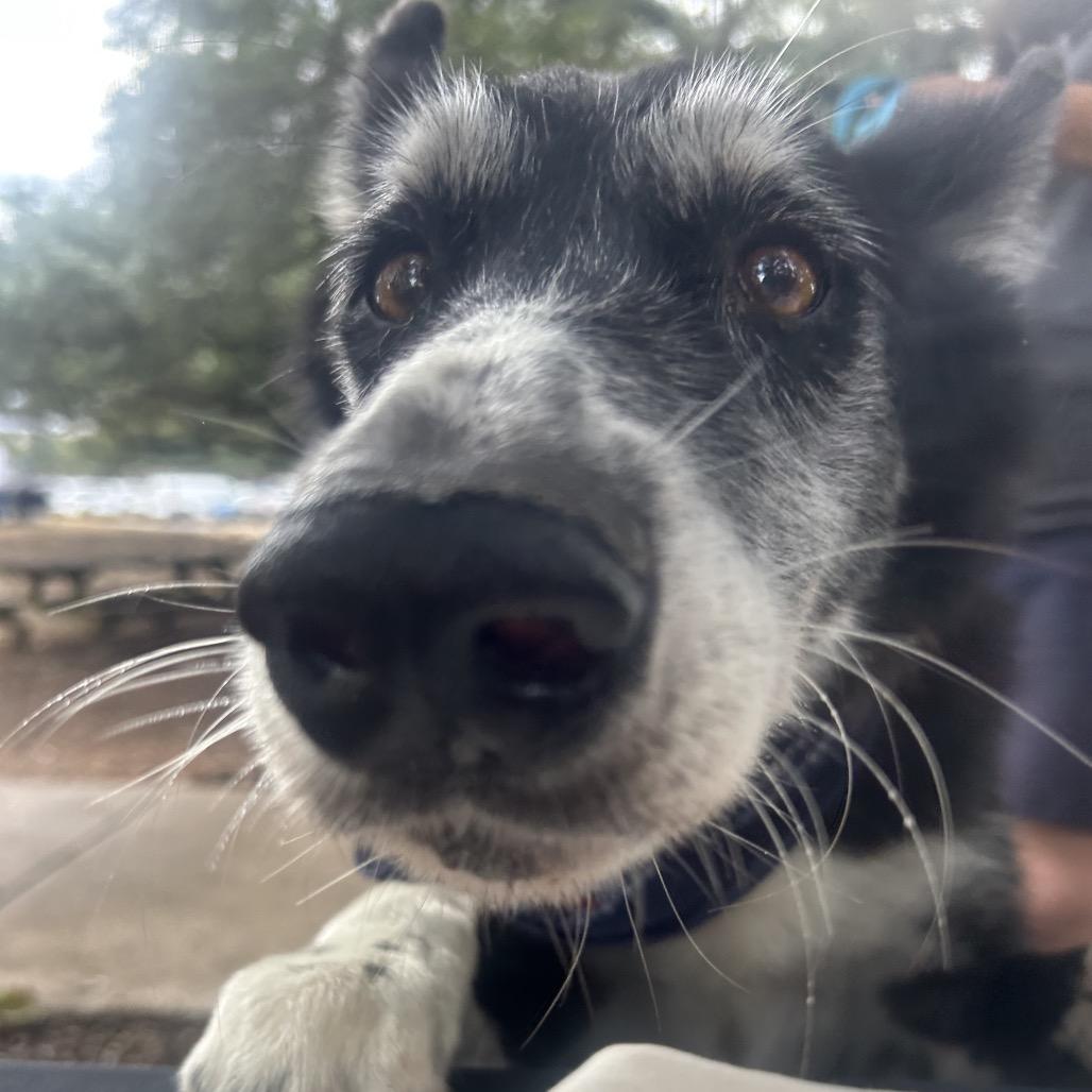 Enlarge NICO, a Adoptable mixed breed in Kyle, TX image 6/6