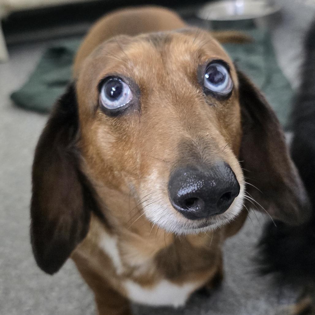 Enlarge Kasey (bonded with Jessica), a Adoptable Dachshund in Chariton, IA image 1/1