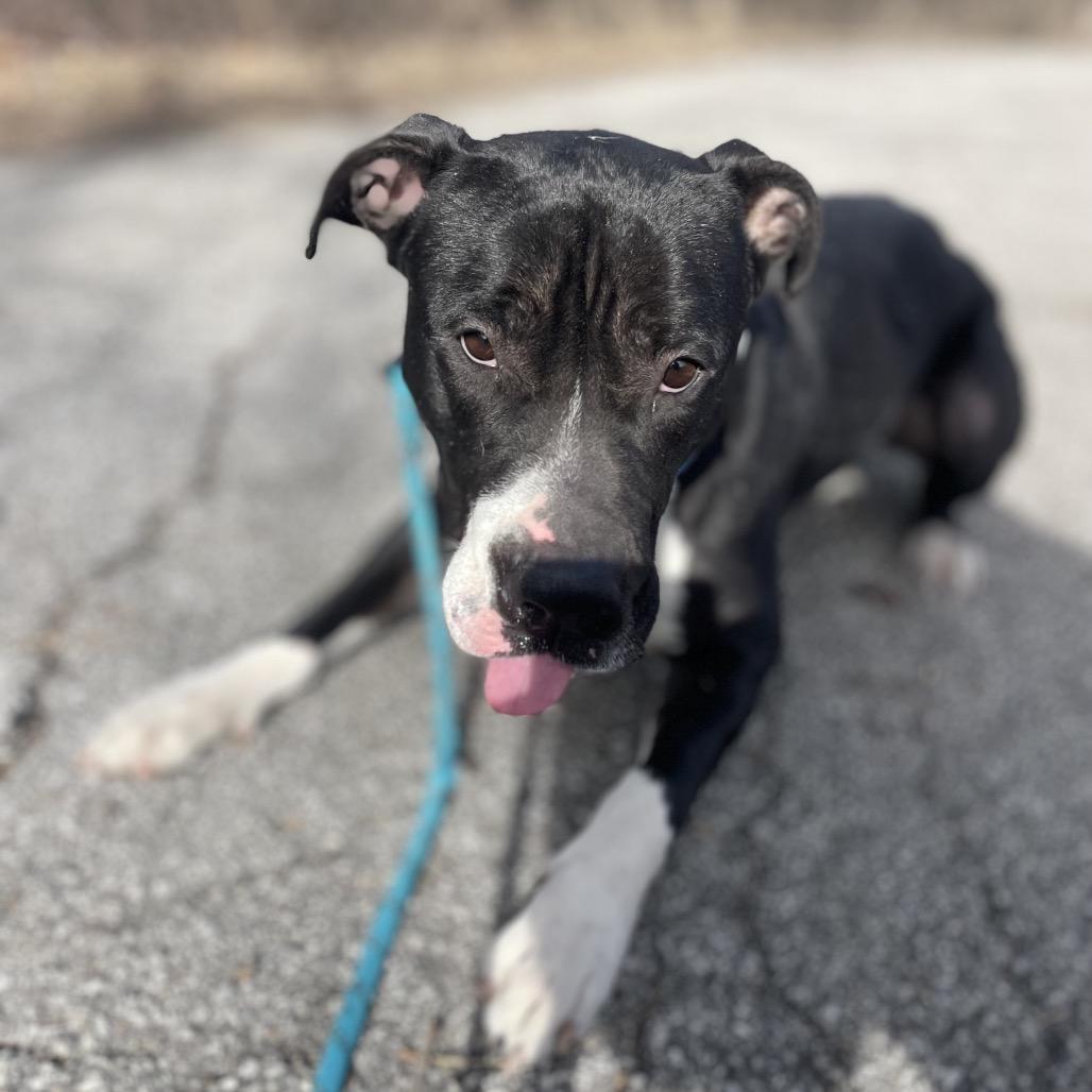 Enlarge Wednesday, a Adoptable mixed breed in West Des Moines, IA image 1/6