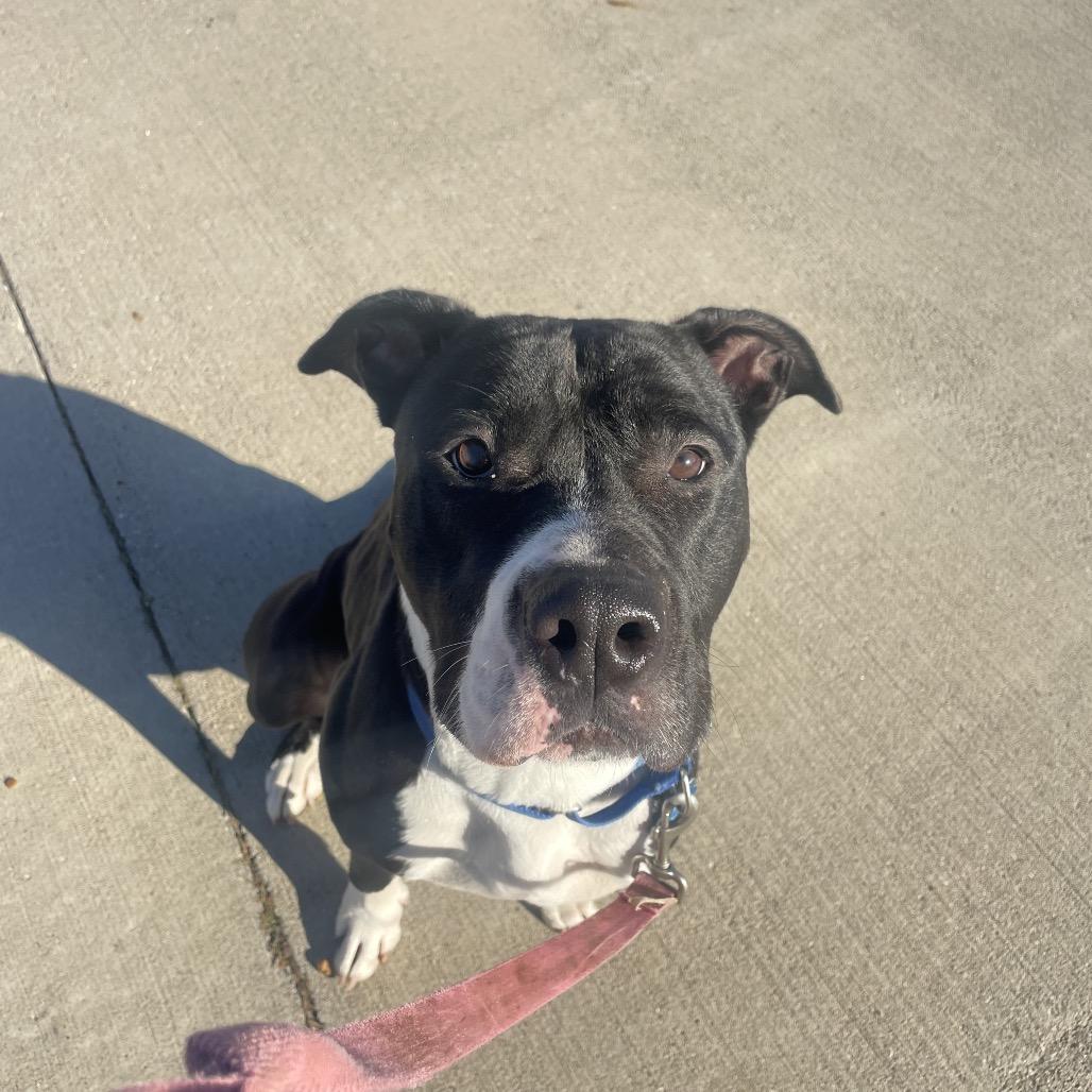 Enlarge Wednesday, a Adoptable mixed breed in West Des Moines, IA image 2/6