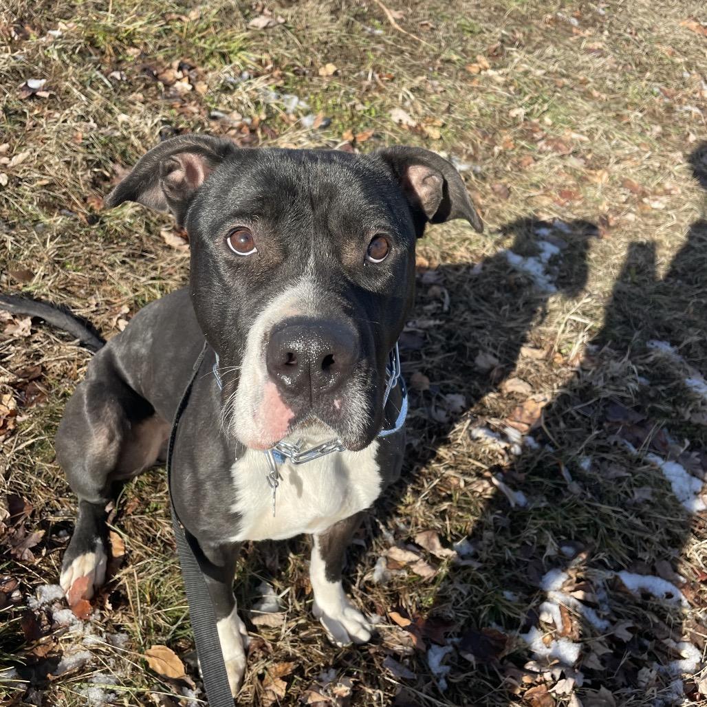 Enlarge Wednesday, a Adoptable mixed breed in West Des Moines, IA image 3/6