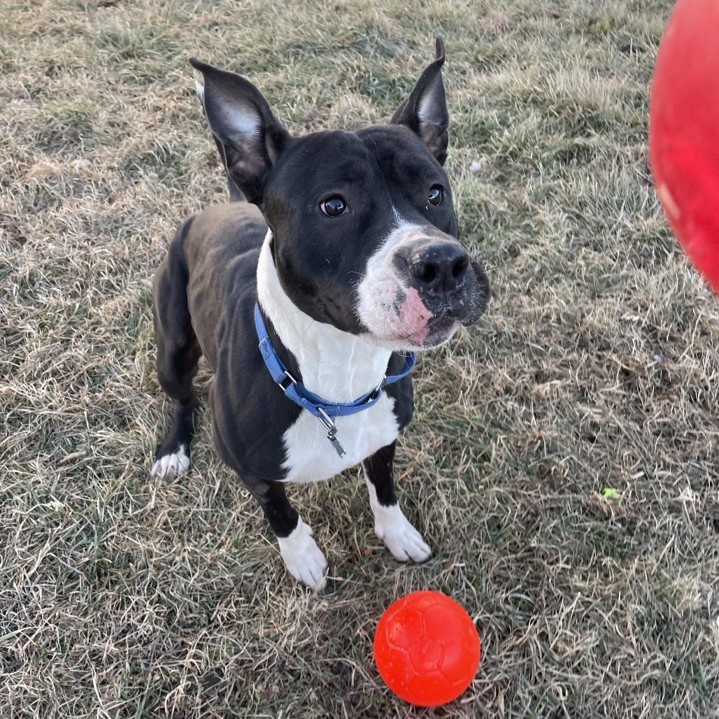 Enlarge Wednesday, a Adoptable mixed breed in West Des Moines, IA image 4/6