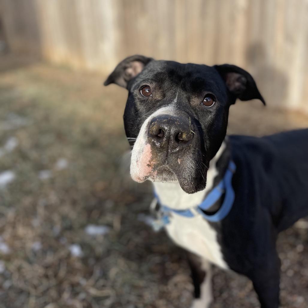 Enlarge Wednesday, a Adoptable mixed breed in West Des Moines, IA image 5/6