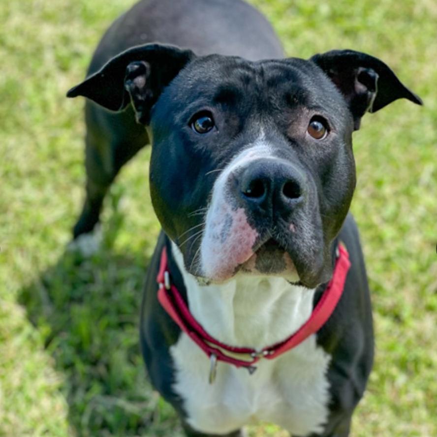 Enlarge Wednesday, a Adoptable mixed breed in West Des Moines, IA image 6/6