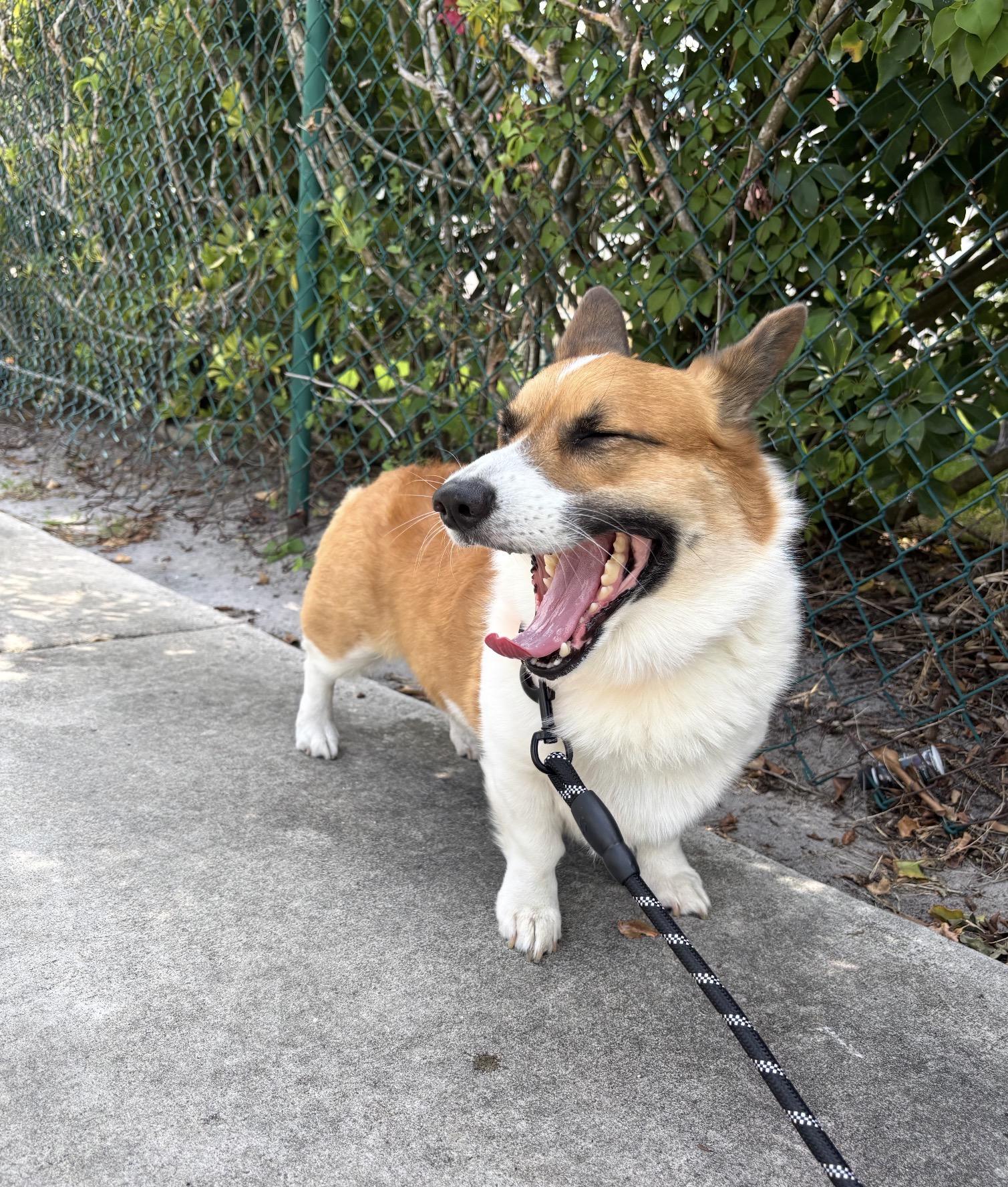 Hammy, a ADOPTABLE Pembroke Welsh Corgi in Palm springs, FL image 3/3