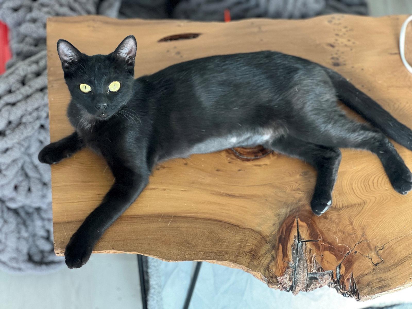 Iman, Adoptable, Young Female Domestic Short Hair.