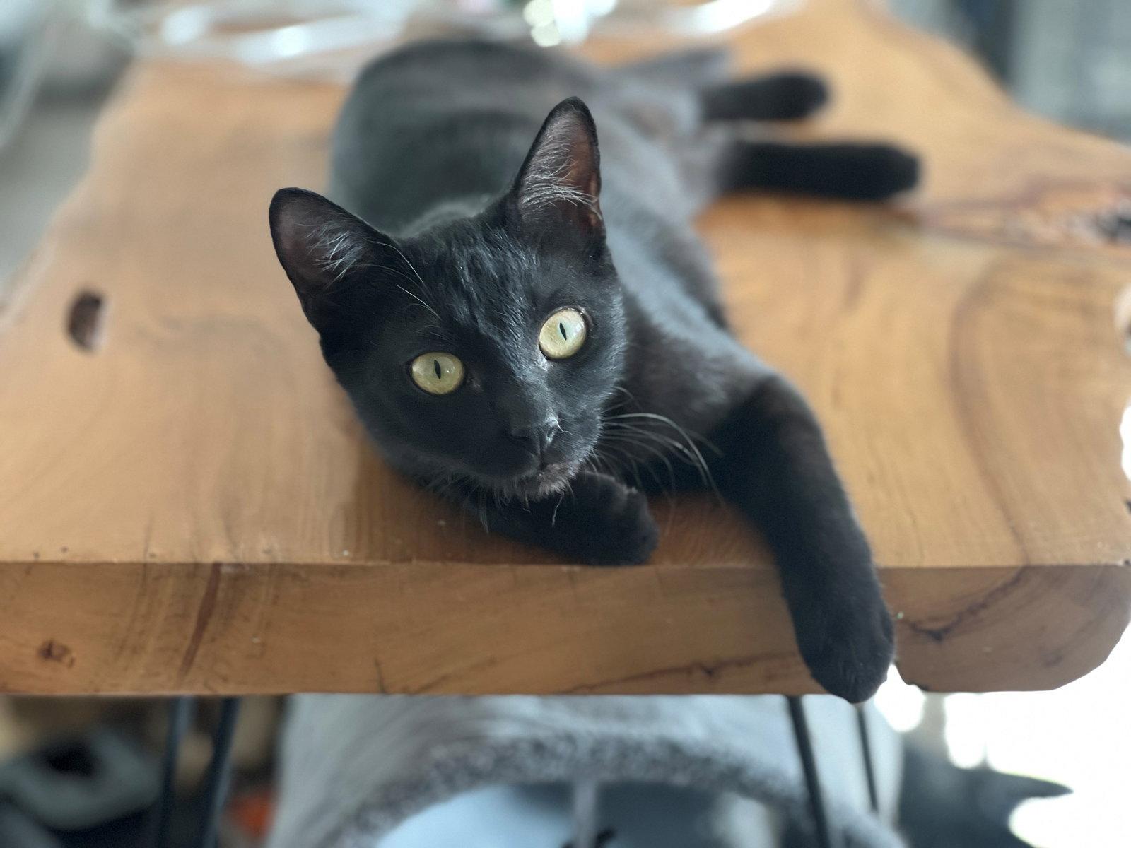 Enlarge Iman, a Adoptable Domestic Short Hair in Phoenix, AZ image 2/3