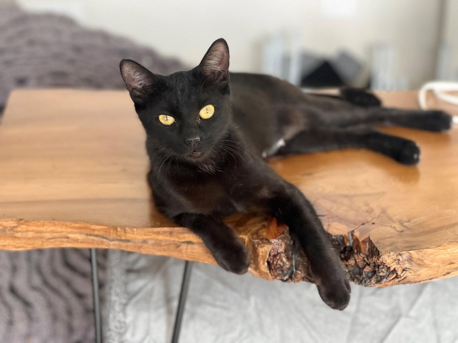 Enlarge Iman, a Adoptable Domestic Short Hair in Phoenix, AZ image 3/3