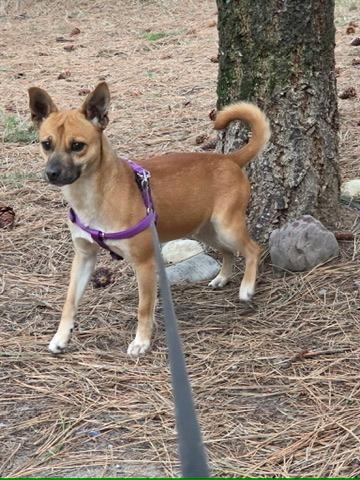 Enlarge Ryan, a Adoptable mixed breed in Thompson Falls, MT image 2/2