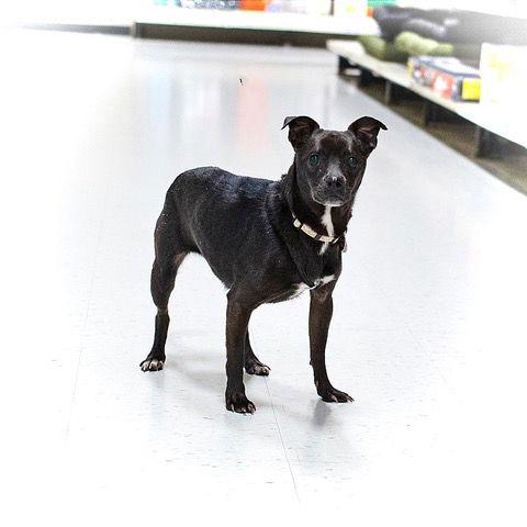 Enlarge Delilah, a Adoptable Chihuahua in Utica, MI image 1/1
