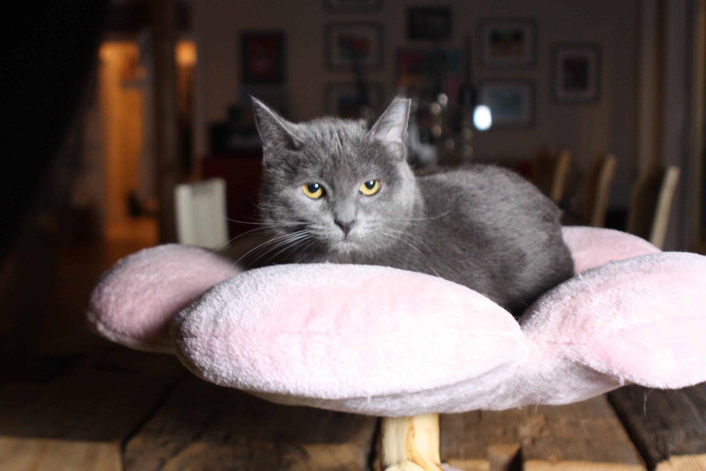 Nyx, Adoptable, Adult Female Domestic Short Hair.