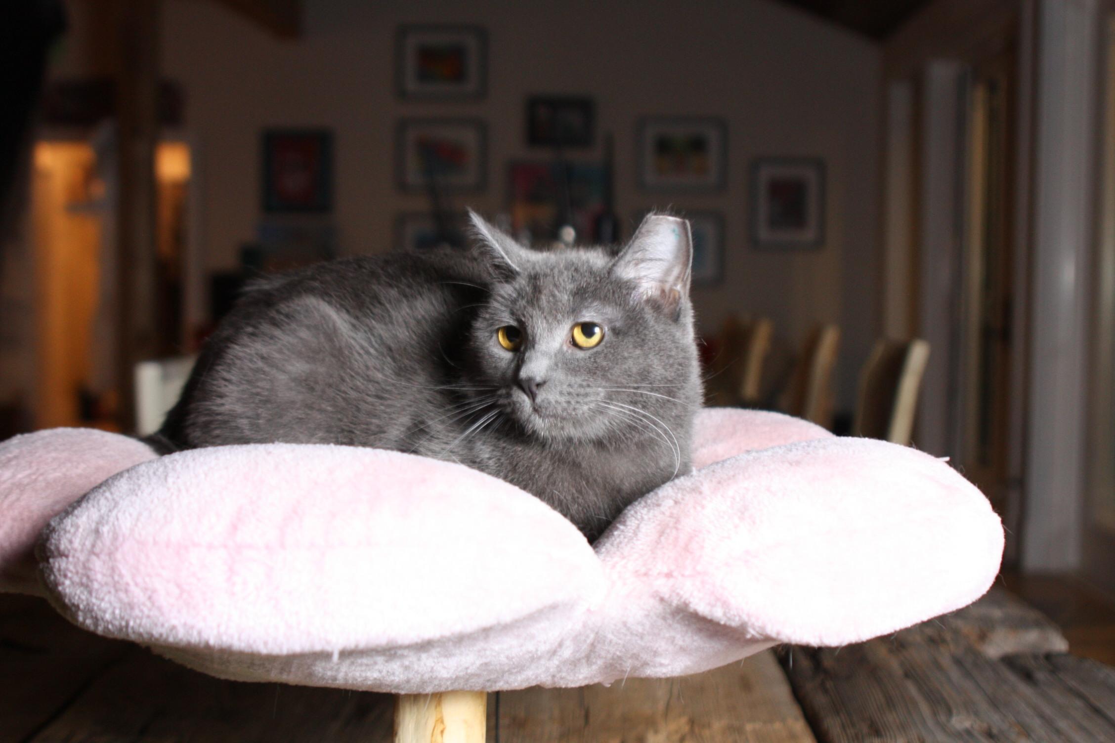 Nyx, a Adoptable mixed breed in Warwick, RI image 2/3