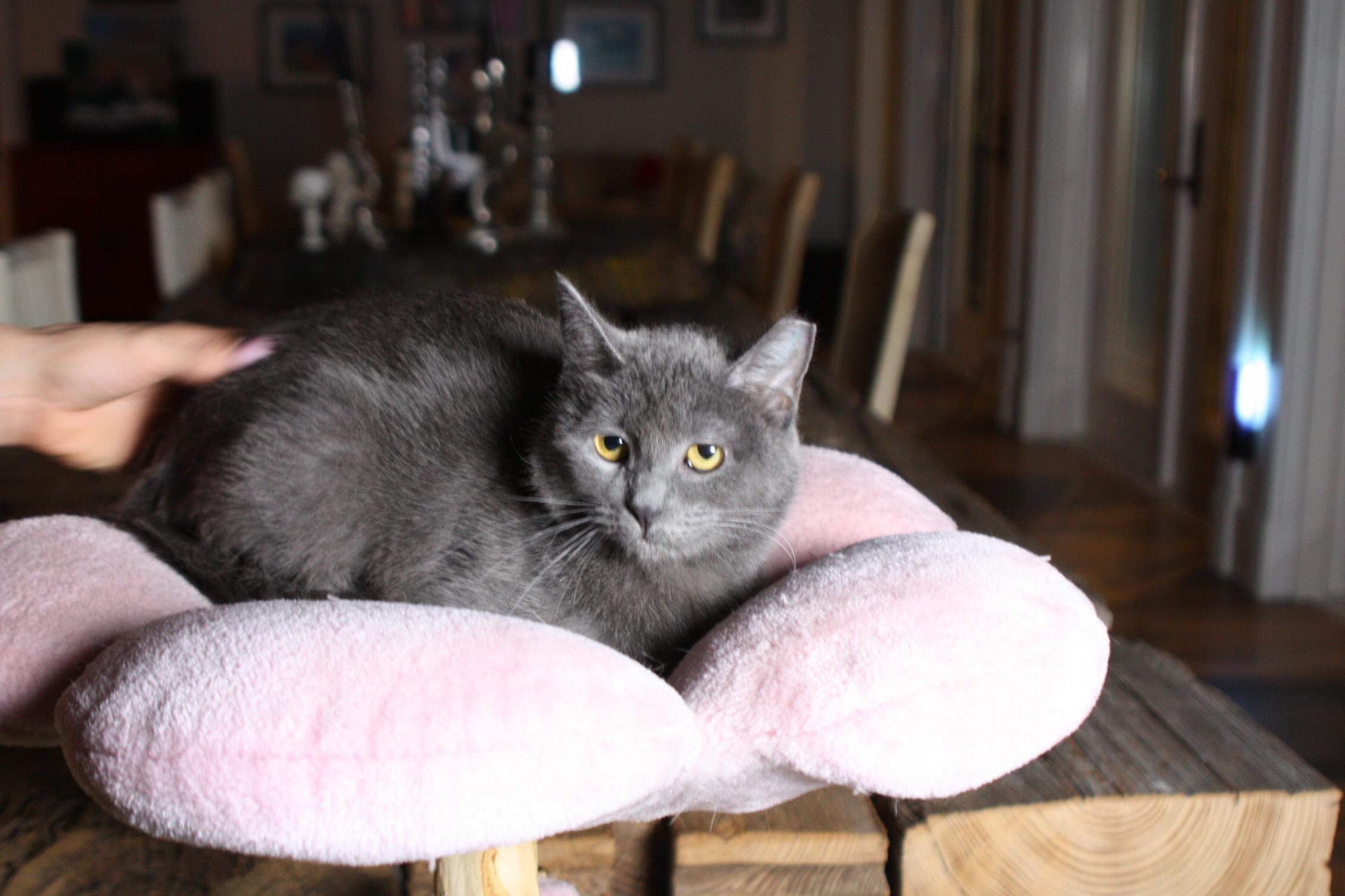 Nyx, a Adoptable mixed breed in Warwick, RI image 3/3