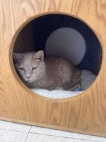 Enlarge Samba, a Adoptable Domestic Short Hair in Potsdam, NY image 2/2