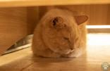 Enlarge Samba, a Adoptable Domestic Short Hair in Potsdam, NY image 1/2