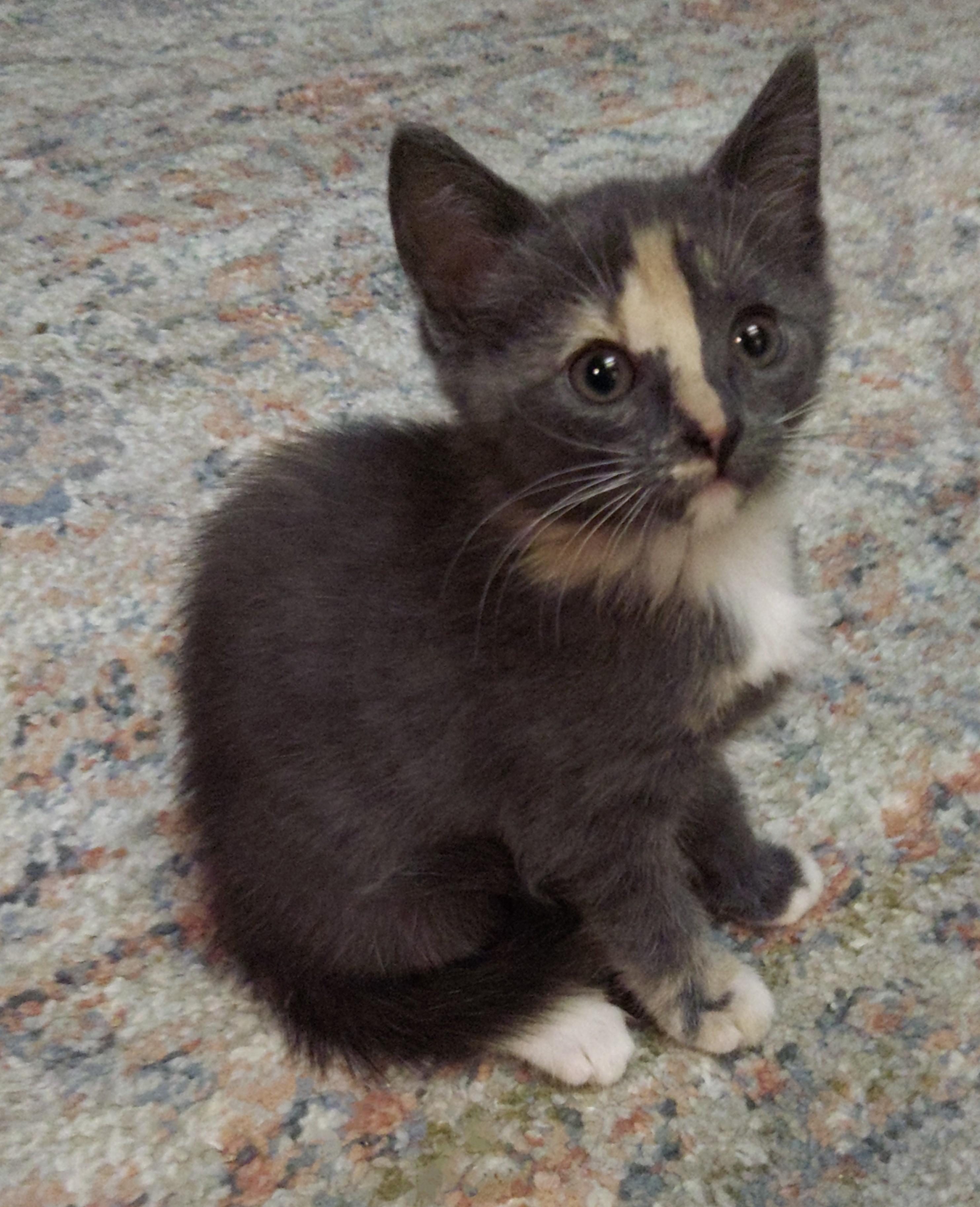 Anastasia (A Litter), Young Female unknown