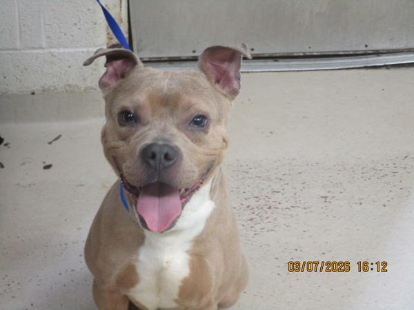 Enlarge Stone Chaos(58), a Adoptable mixed breed in Marietta, GA image 1/1