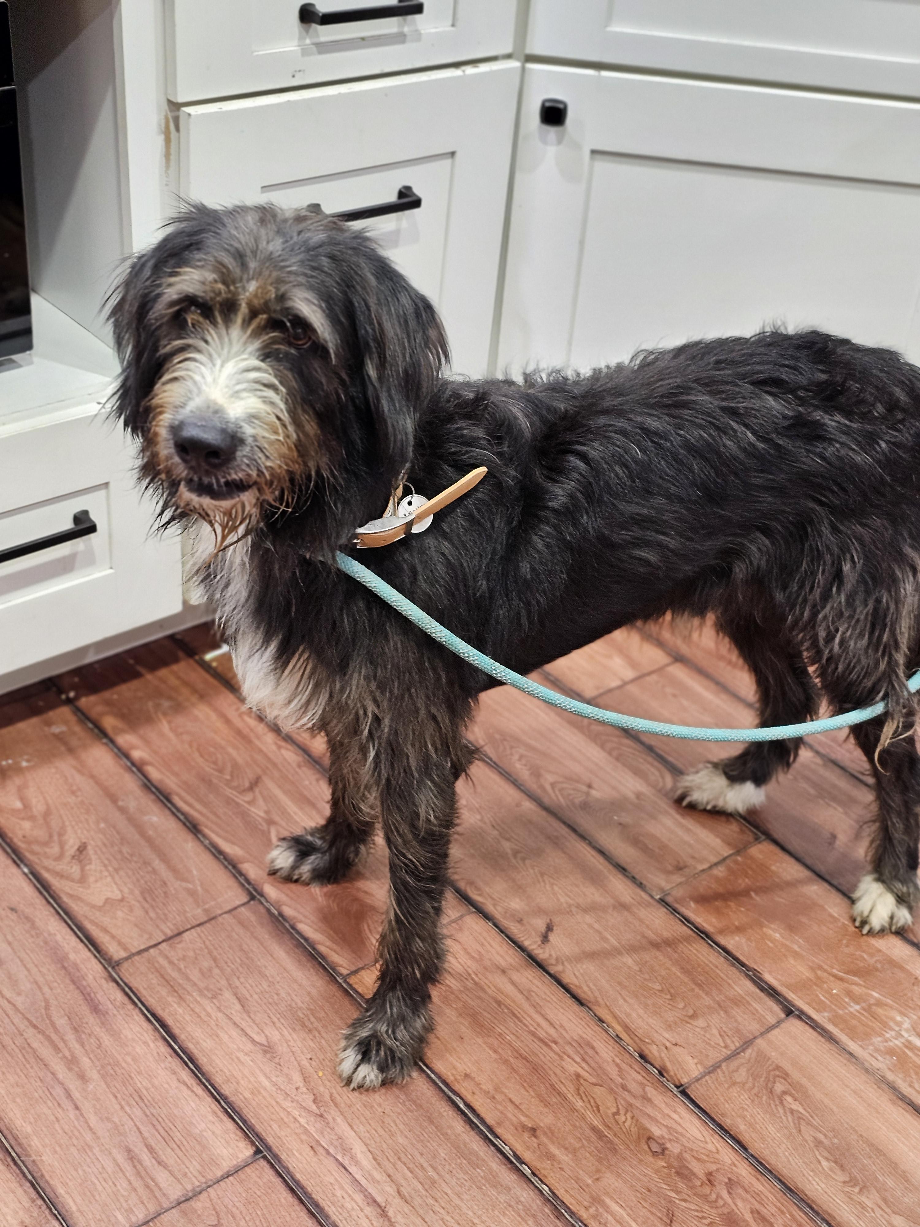 Archie so il, an adoptable Briard, Aussiedoodle in MURPHYSBORO , IL, 62966 | Photo Image 4